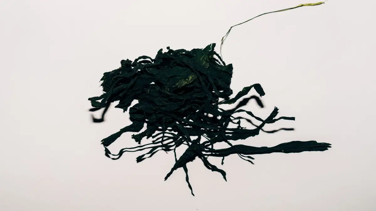 A tangle of dark dried seaweed on a plain white background