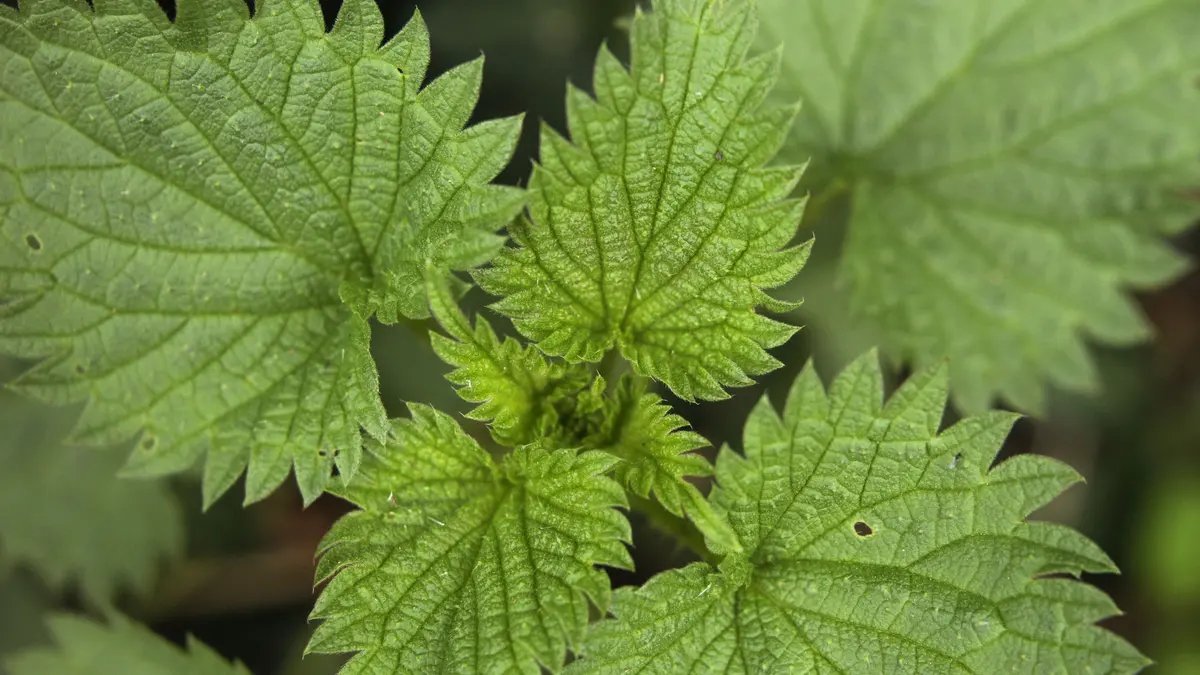 Close-up of green stinging nettle leaves, the plant nettle root supplements are made from