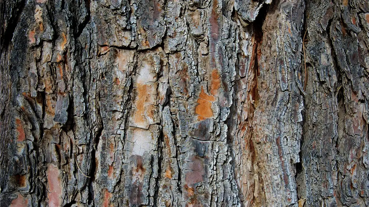 Close-up of rough, cracked tree bark, the harvested part of the Prunus africana tree used to make pygeum extract