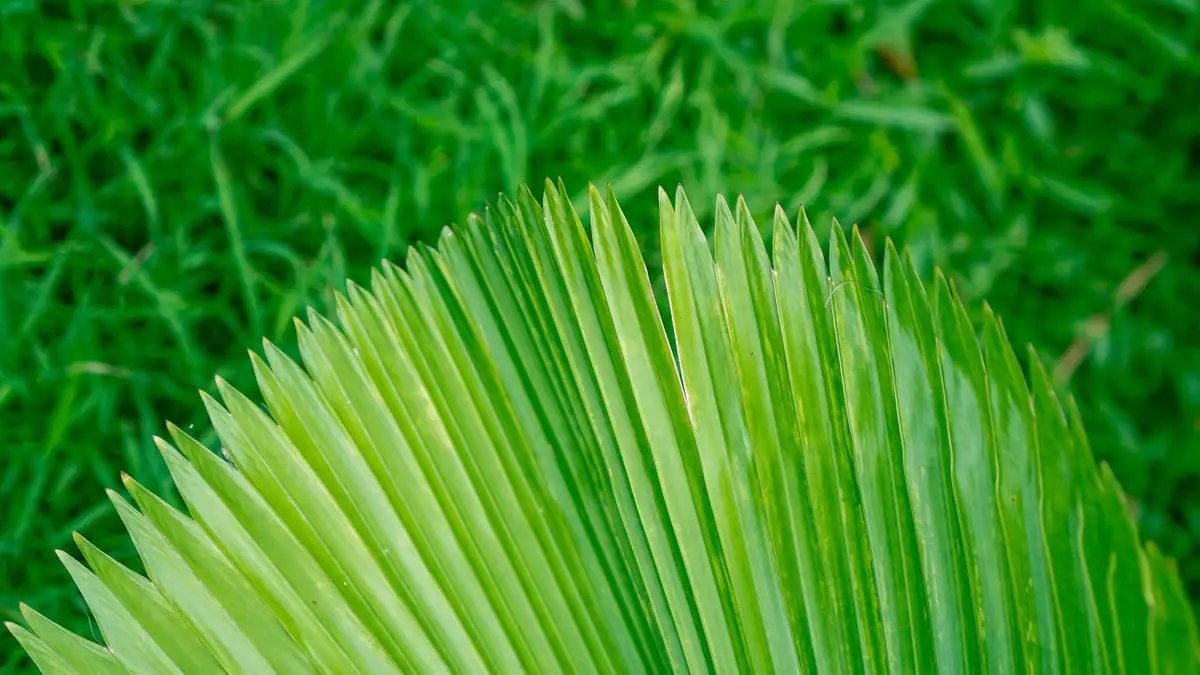 Green fan-shaped palm leaf over grass; saw palmetto is a small fan palm